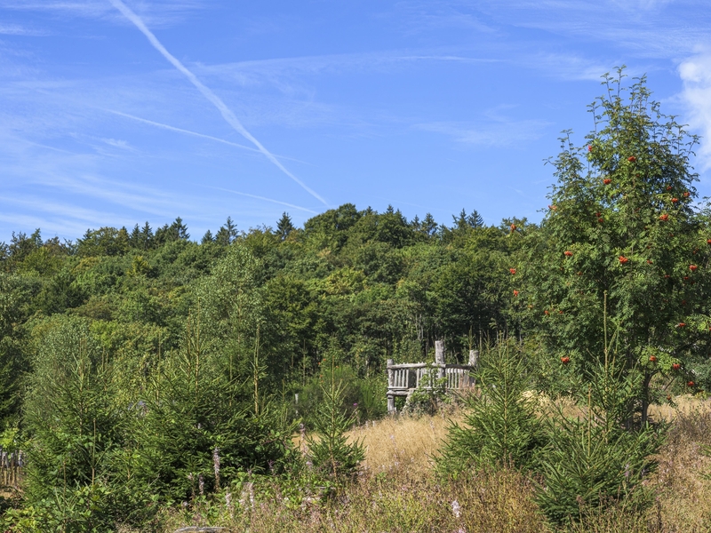 Wisent-Wildnis