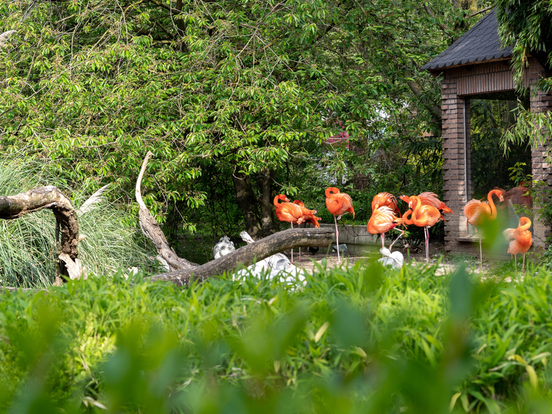 Zoo Duisburg Flamingos, Duisburg