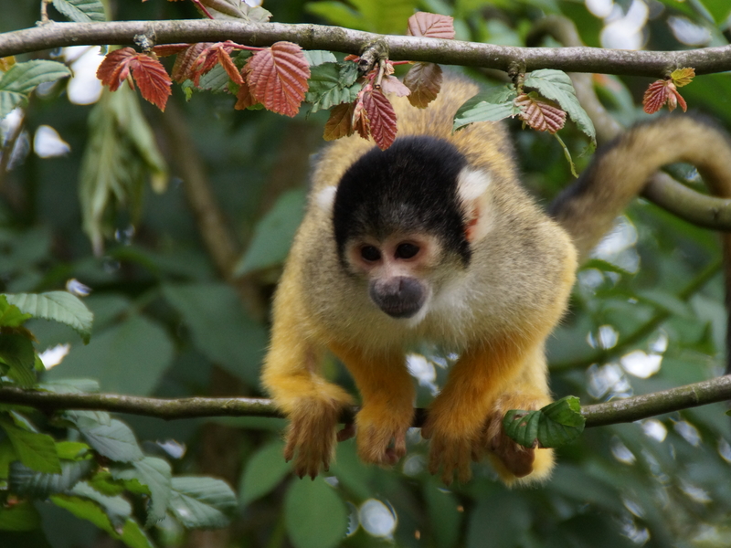Affen- und Vogelpark