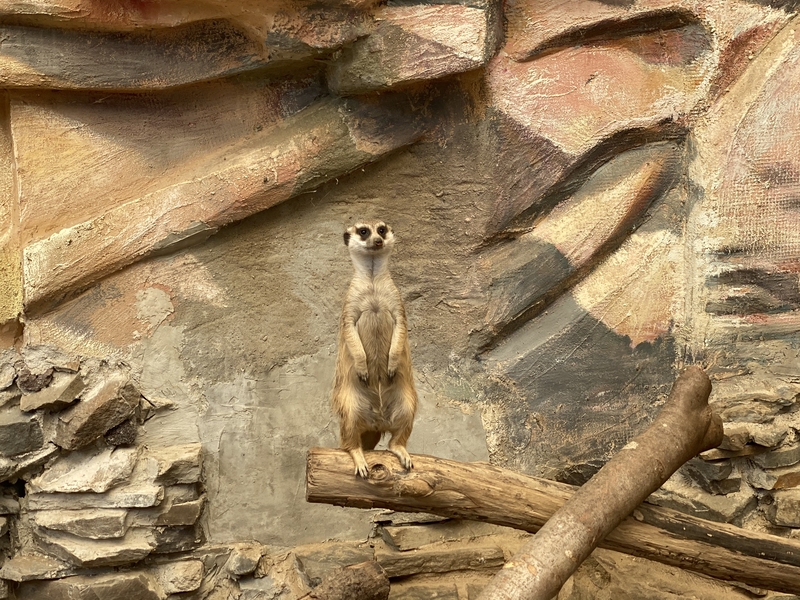 Erdmännchen bei der Wache