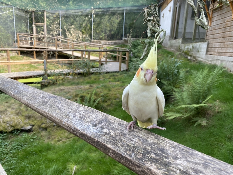 Vogel