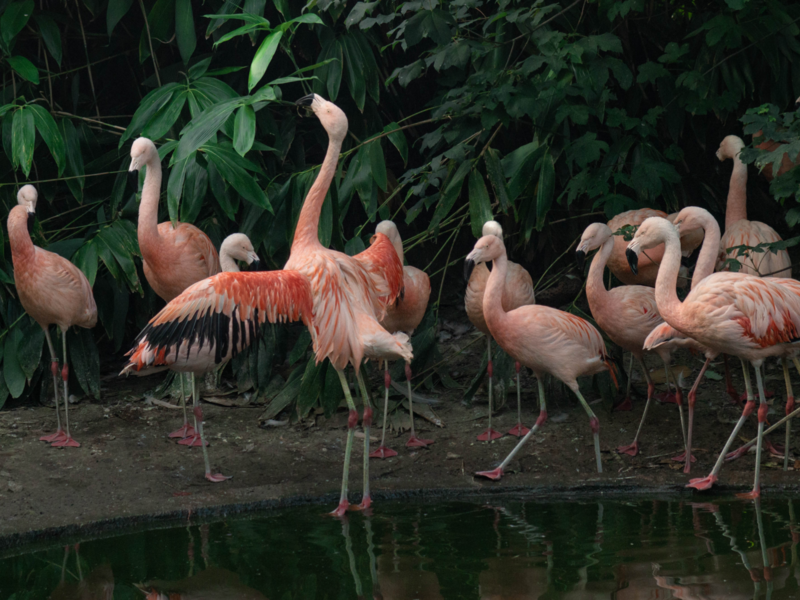 Affen- und Vogelpark Eckenhagen