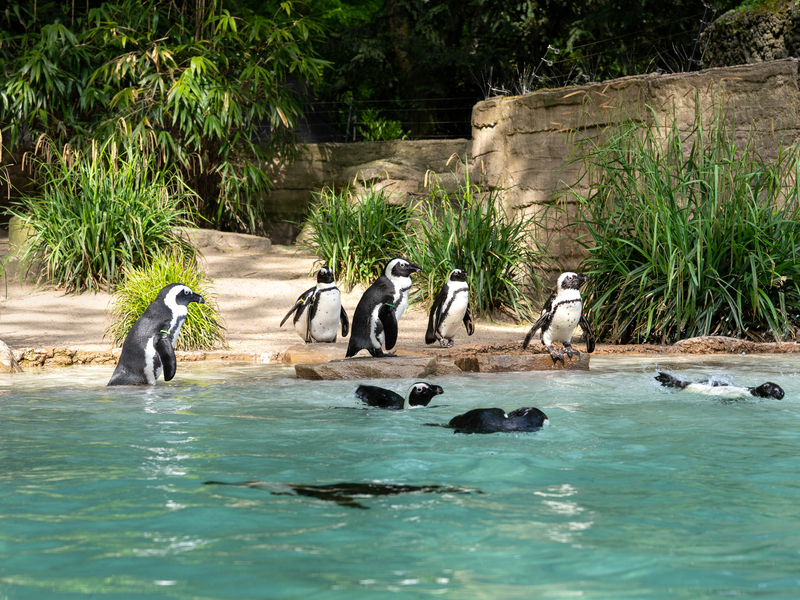 Zoo Duisburg Pinguine, Duisburg