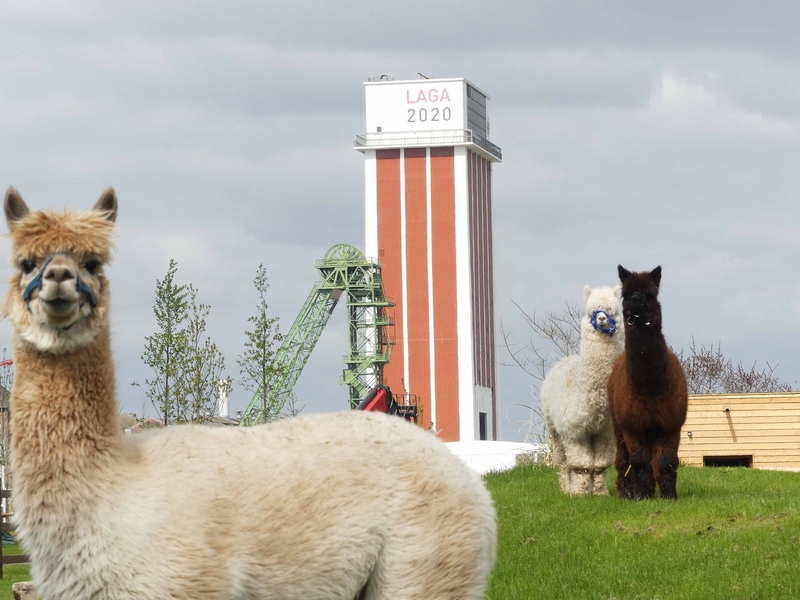 Alpakas und Förderturm