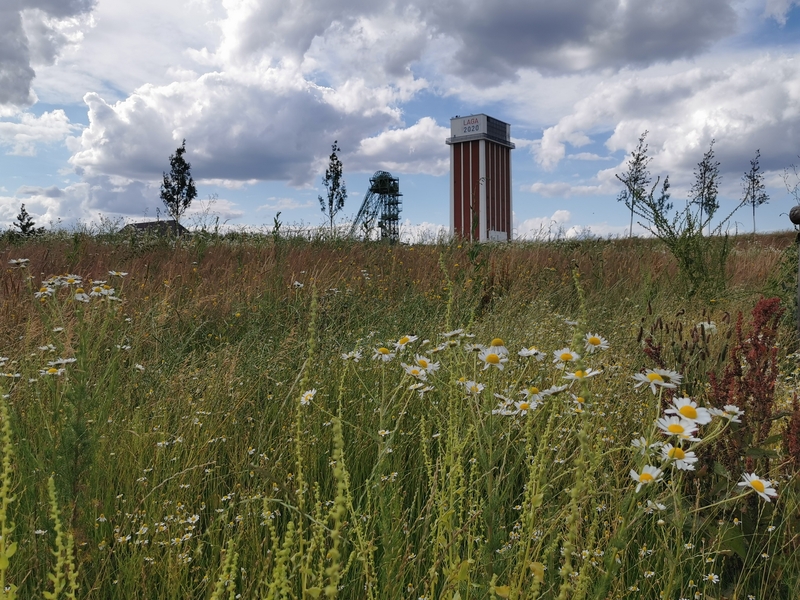 Wildblumenwiese im Hintergrund Förderturm und Fördergerüst