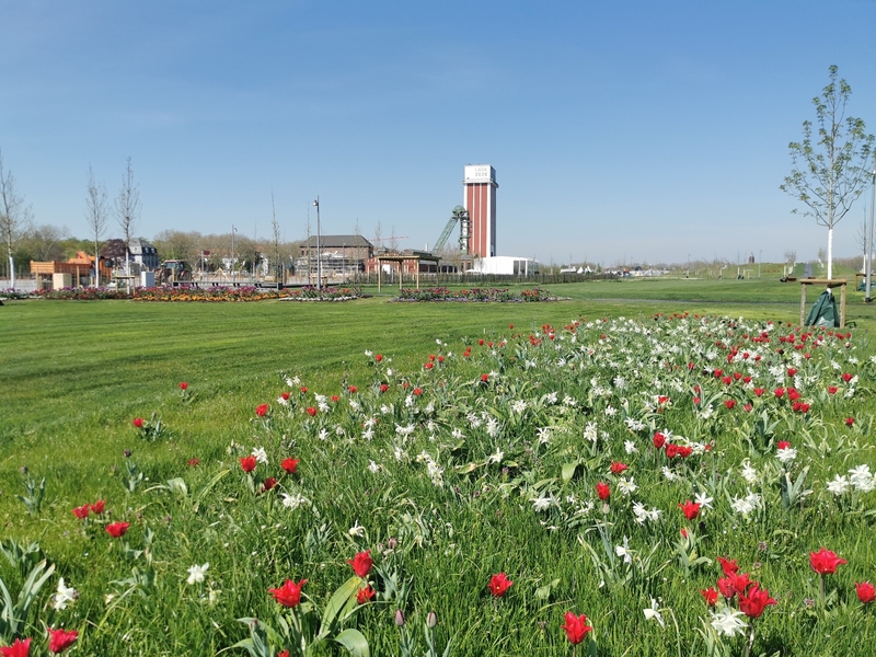 Tulpenwiese im Zechenpark
