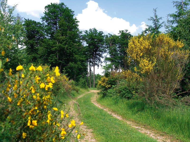 Naturpark Soonwald-Nahe 3