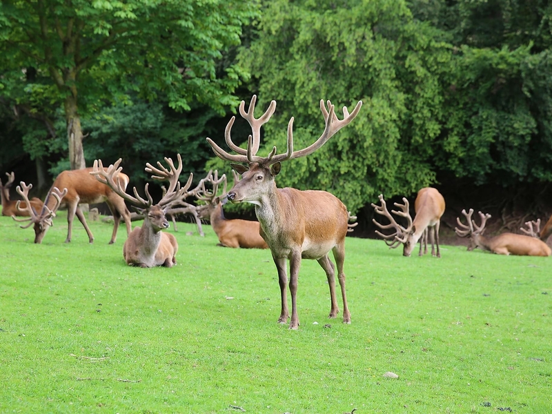 18wildgehege-eifelpark