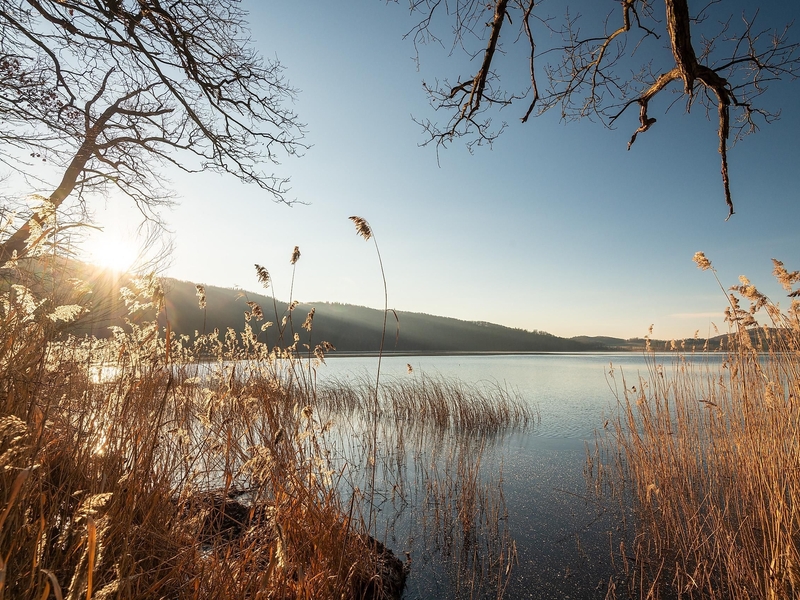 Gräser am Laacher See Ufer