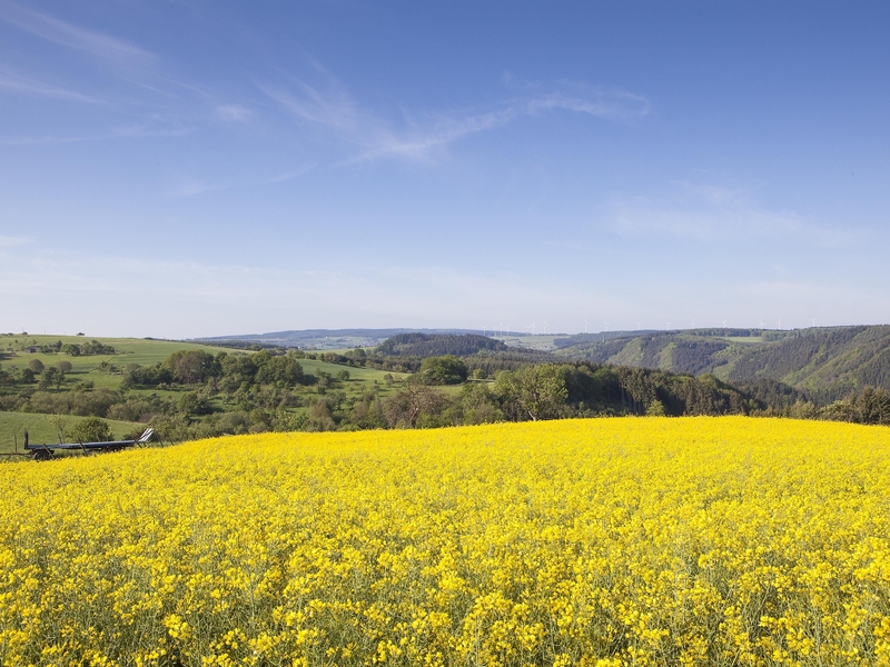 Frühling