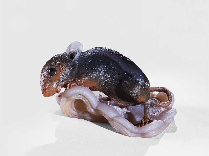 Maus-Dreher