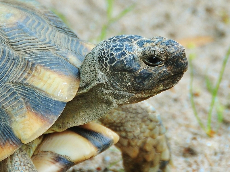 Breitrandschildkröte