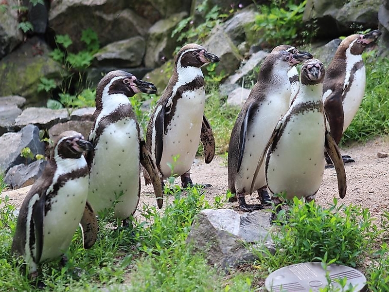 Pinguine