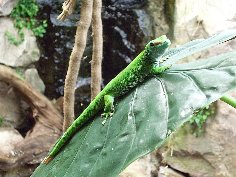 Madagaskar-Taggecko