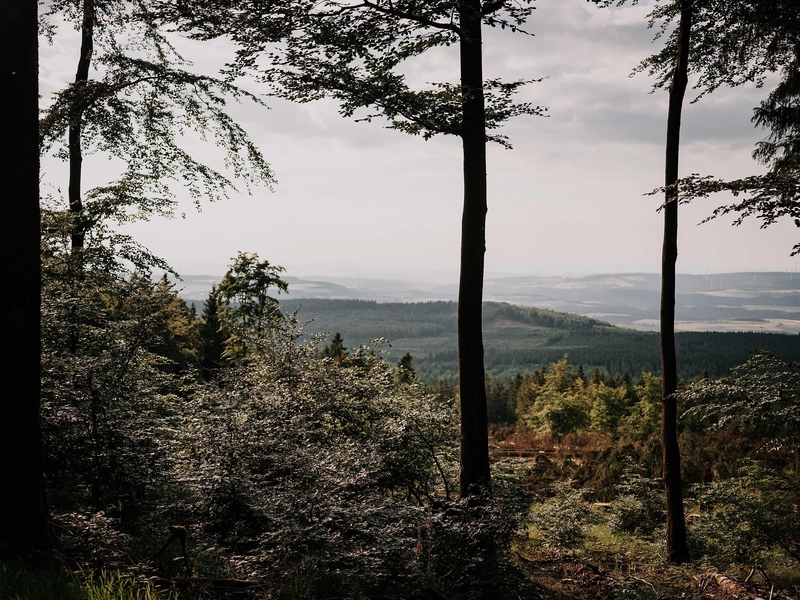 Wald
