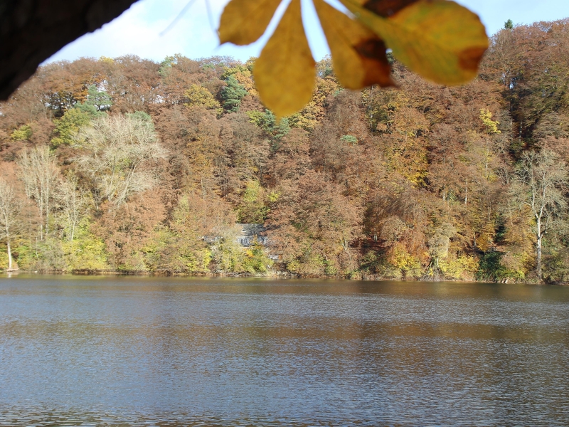 Maar Ulmen in herbstlichen Farben