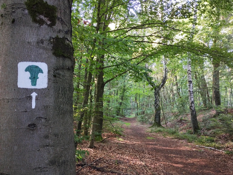 Keltenweg entlang des Ringwalls