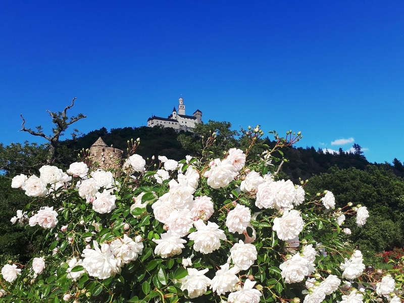 Rosen und Marksburg
