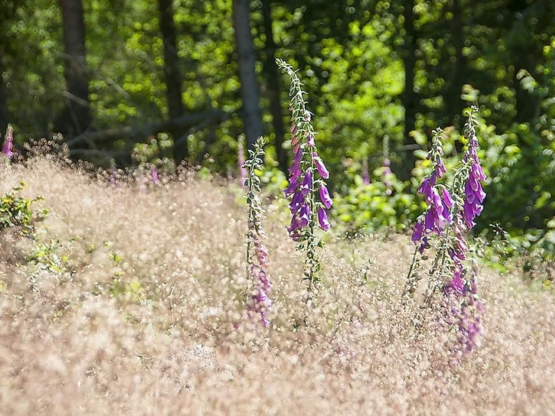 Naturpark Südeifel - am Irsenpfad