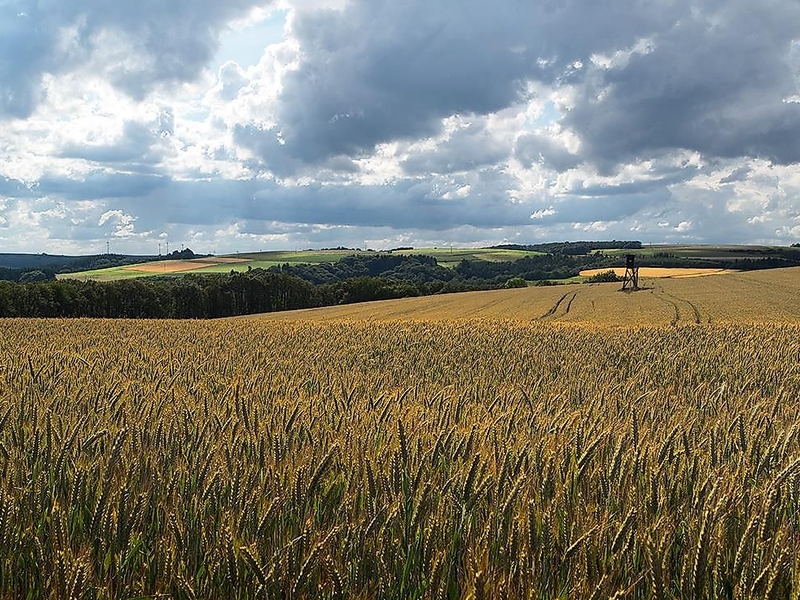Naturpark Südeifel - NaturWanderPark Weidingen