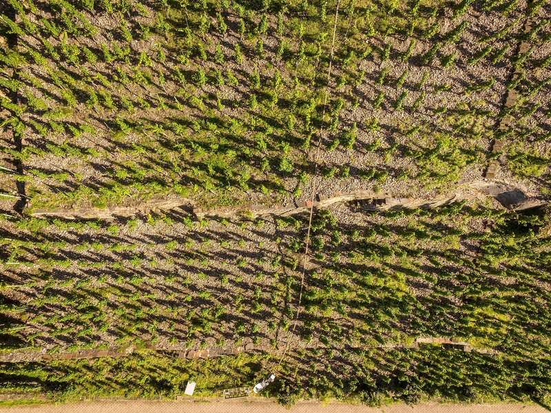 Weinberge aus der Vogelperspektive
