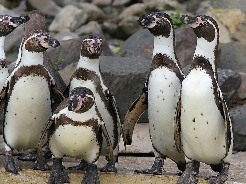 Pinguine
