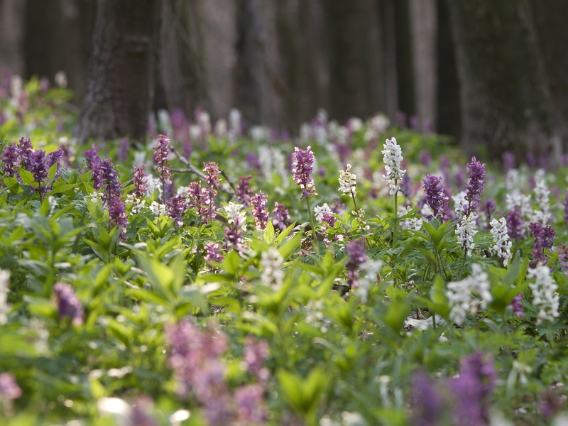 Blühender Lerchensporn im Teutoburger Wald