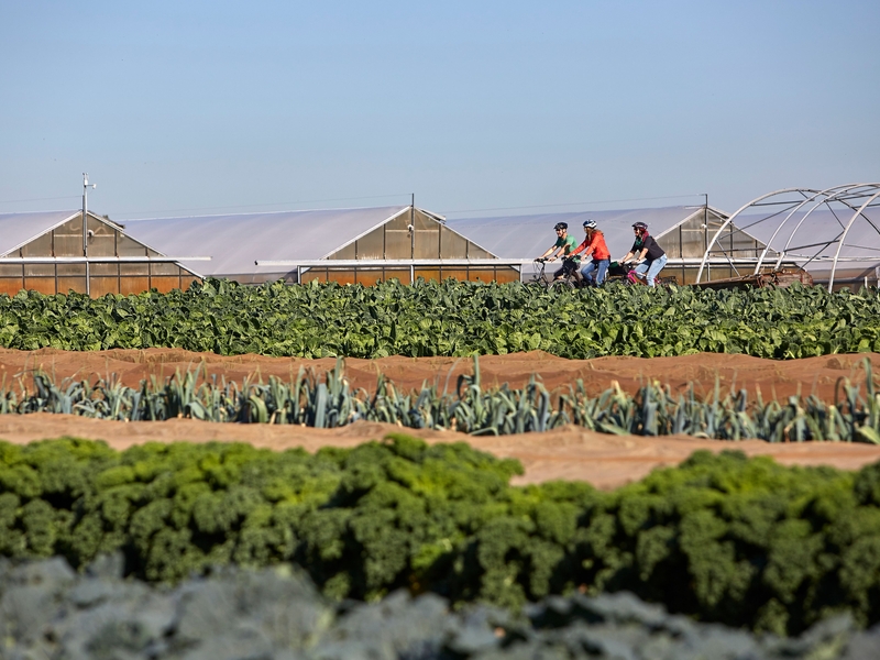 Cycling along vegetable fields
