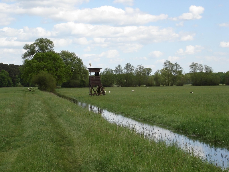 Meadow landscape near Bellheim with storks