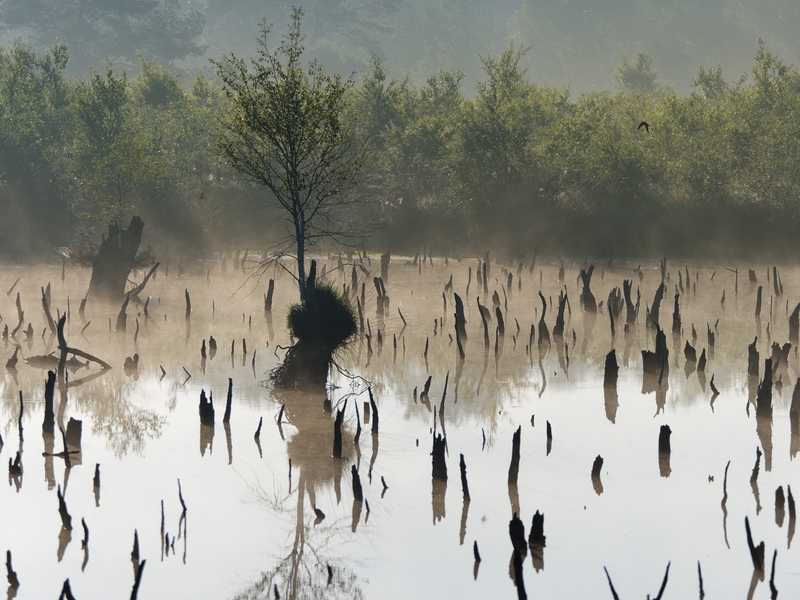 Moore im Natur- und Geopark TERRA.vita
