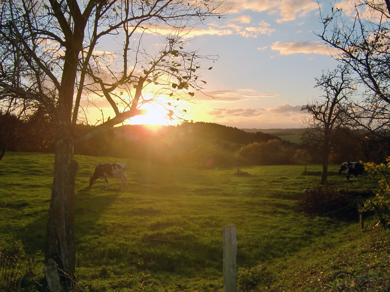 Ausblick von Hohkeppel über eine Kuhweide